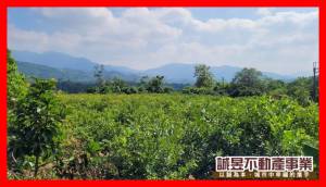 誠昱/臨道路旁芭樂觀光果.